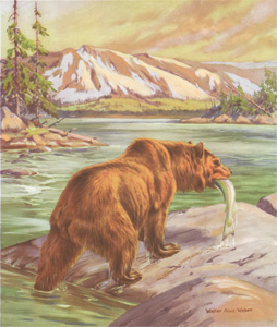 The Giant Bear Carries a Choice Fish Ashore